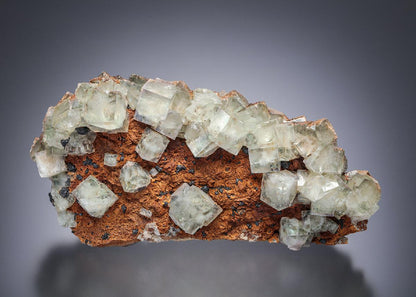 CC13347 specimen image