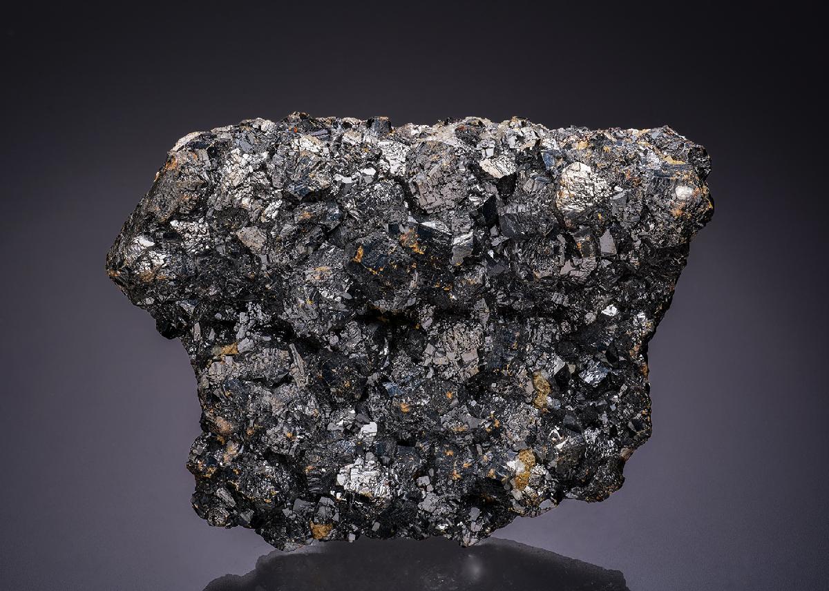 CC13386 specimen image