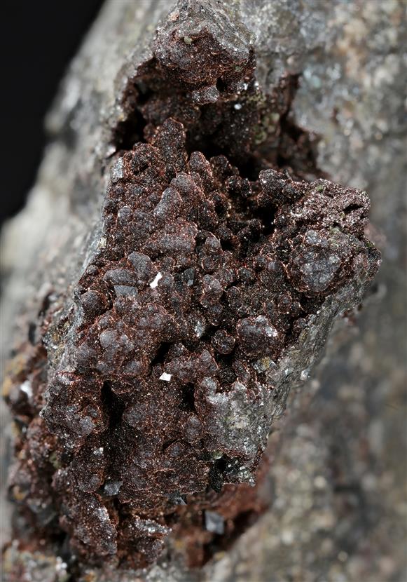 CC13390 specimen image