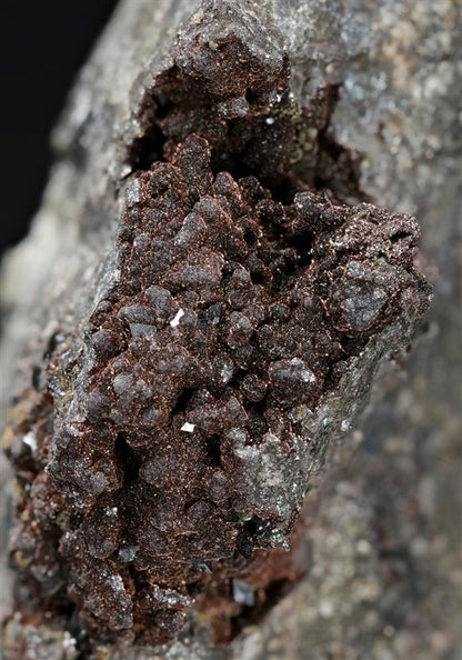 CC13390 specimen image