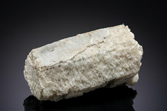 CC13395 specimen image