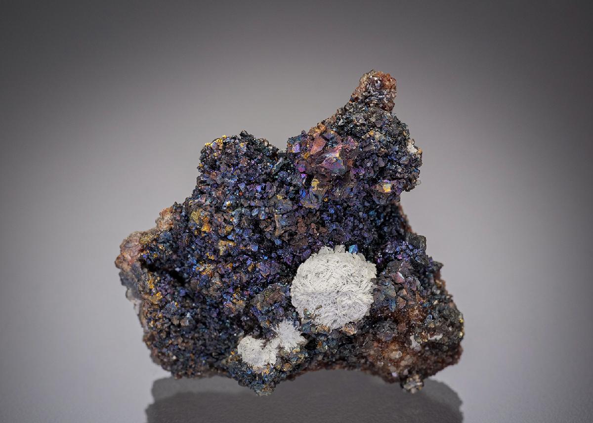 CC13411 specimen image