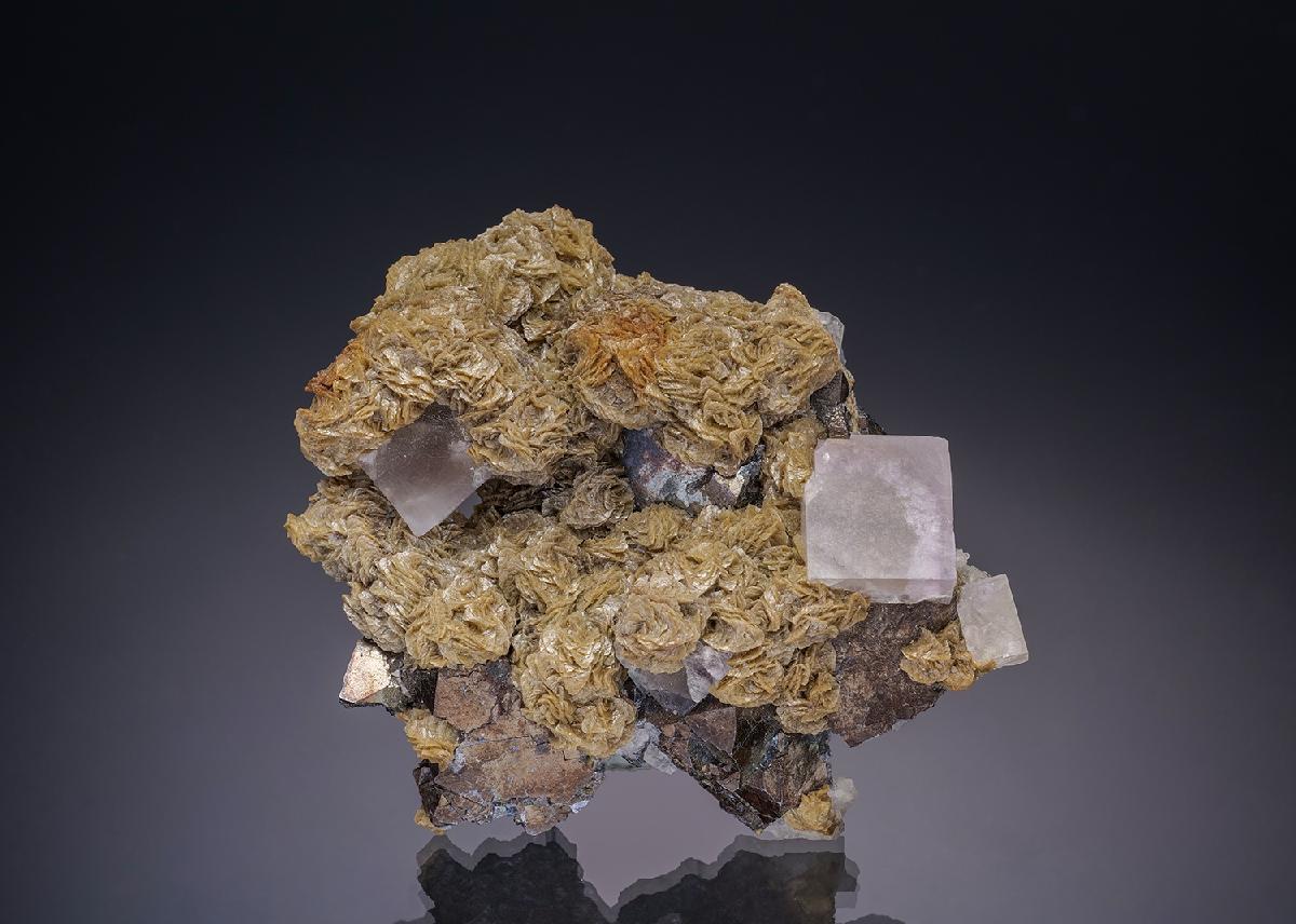 CC13446 specimen image