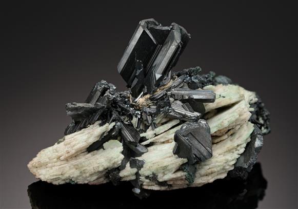 CC13449 specimen image