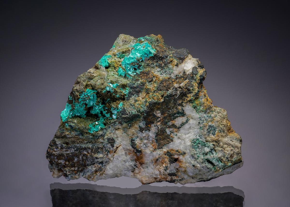 CC13493 specimen image