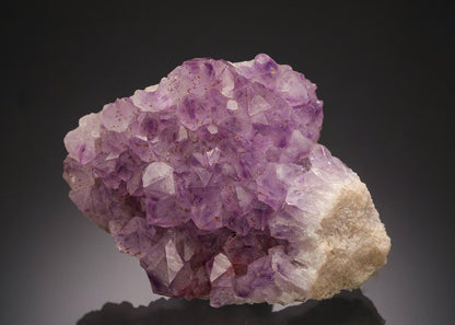 CC13497 specimen image
