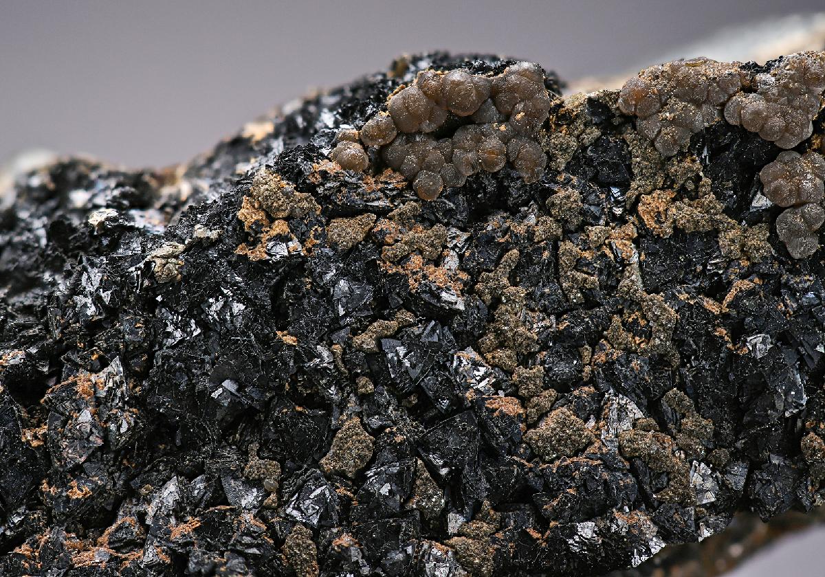 CC13505 specimen image