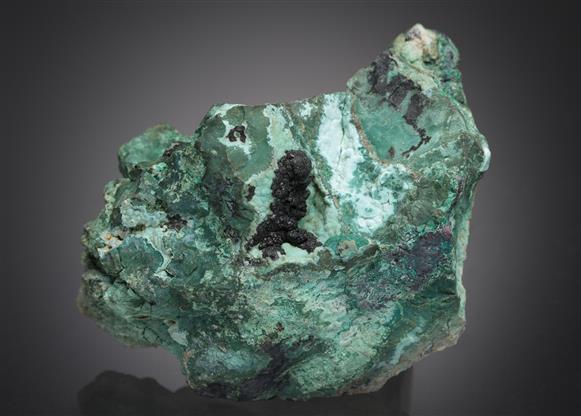 CC13515 specimen image