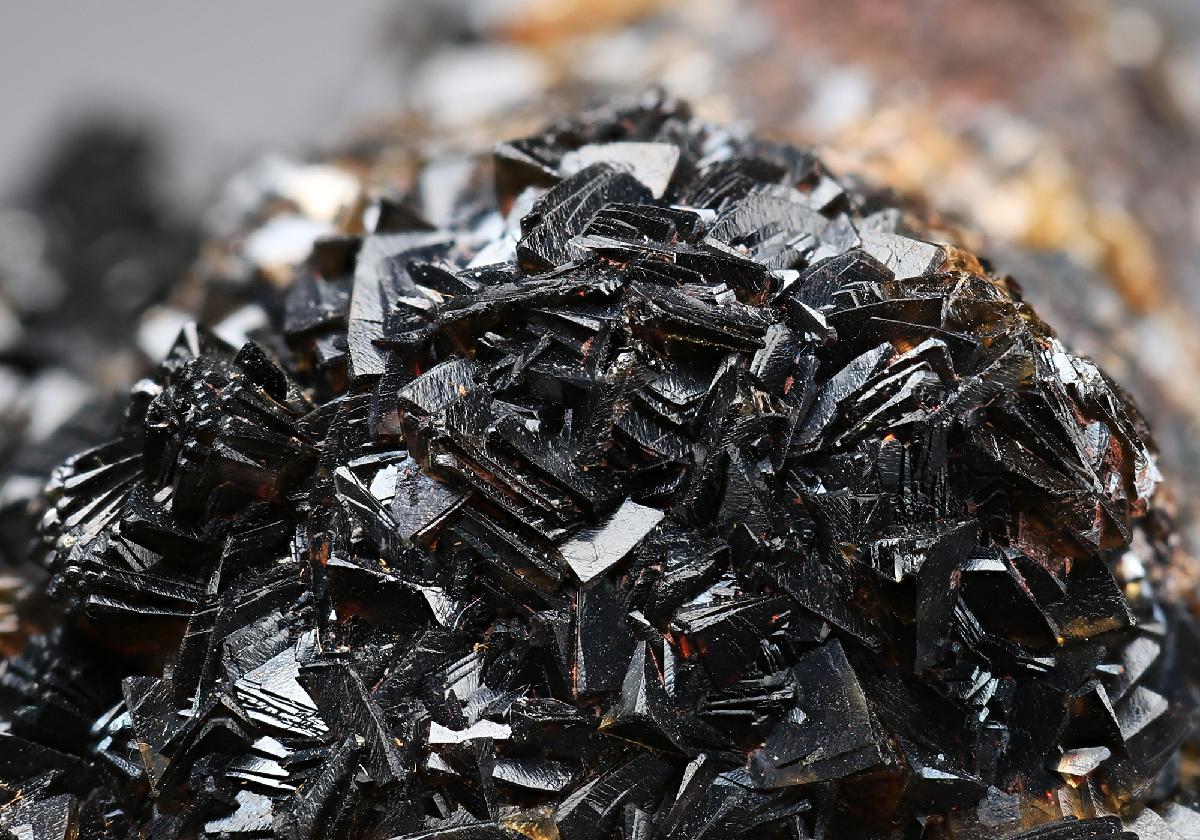 CC13541 specimen image