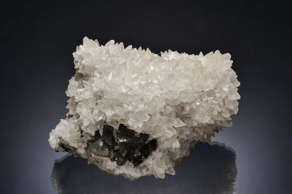 CC13546 specimen image