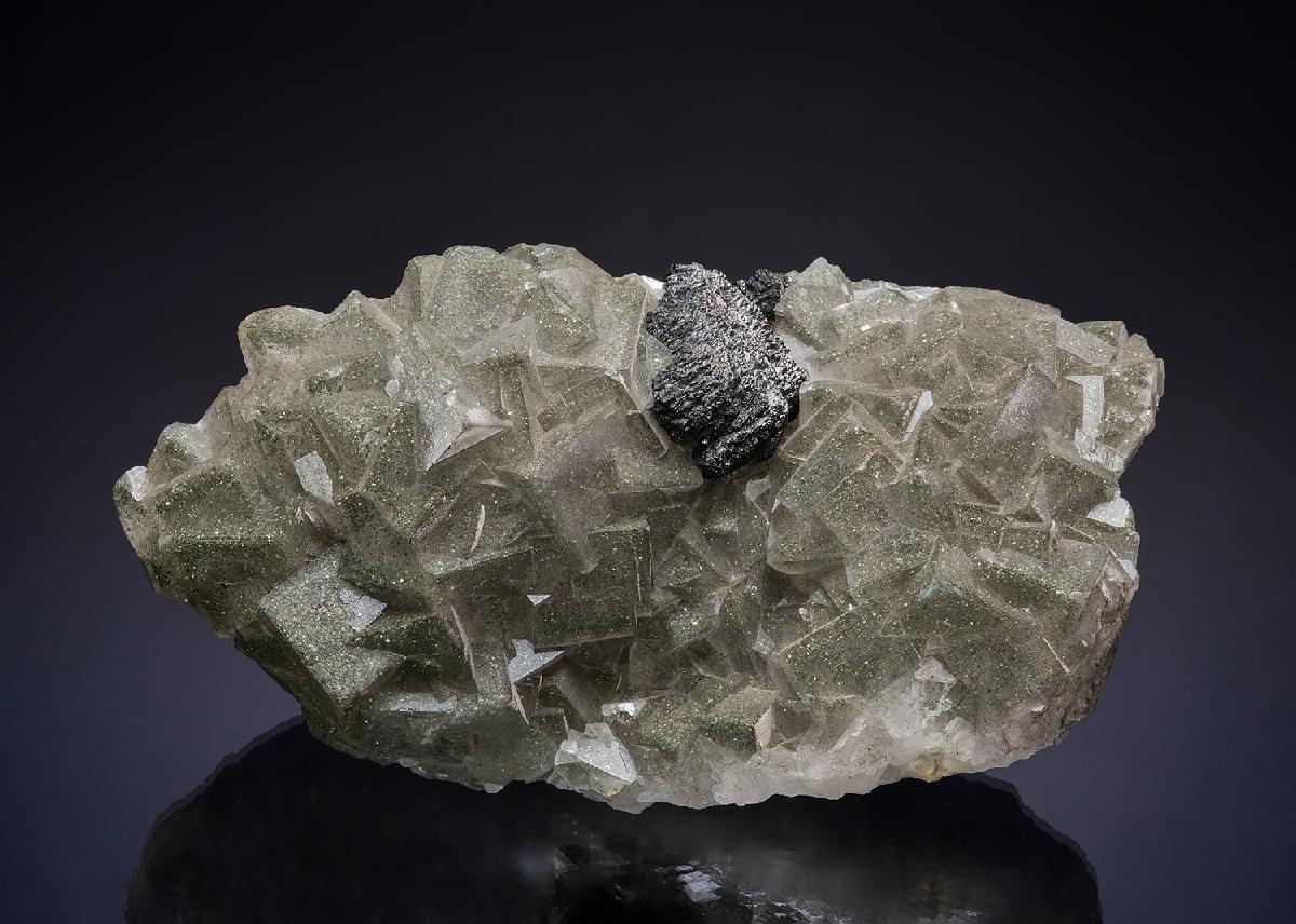 CC13559 specimen image