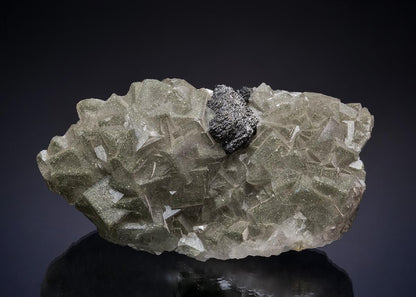 CC13559 specimen image