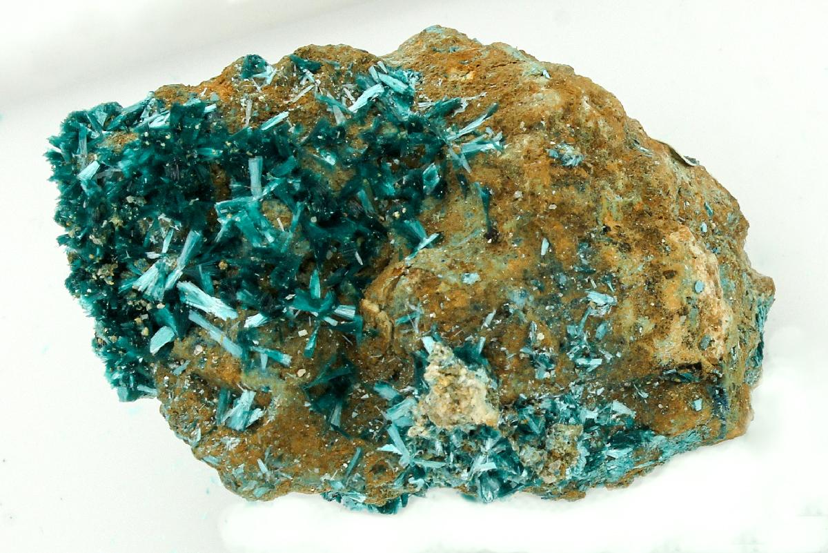 CC13589 specimen image
