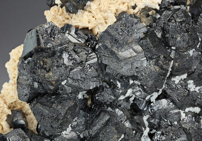 CC13626 specimen image