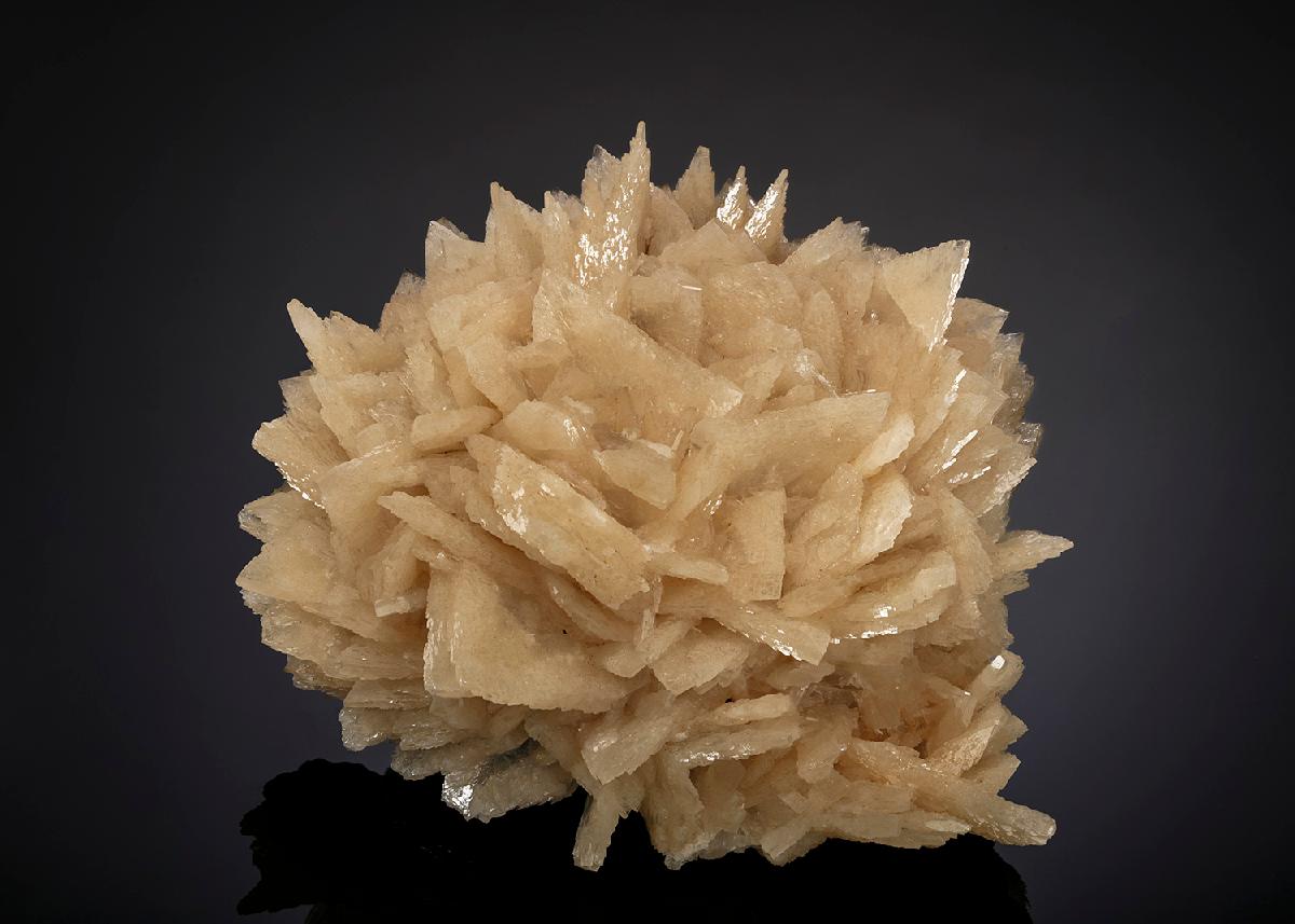 CC13647 specimen image