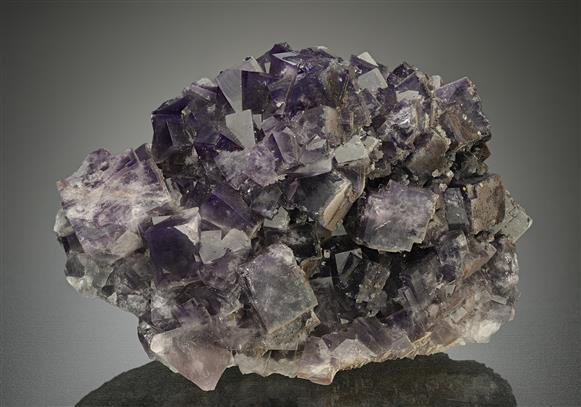 CC13737 specimen image
