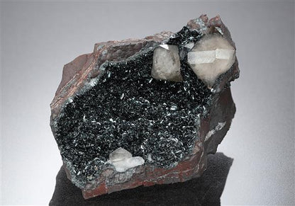CC13833 specimen image