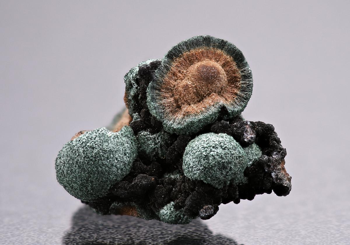 CC13884 specimen image