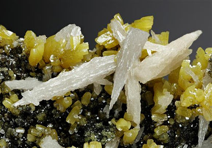 CC14171 specimen image