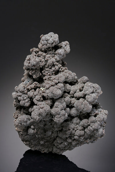CC14174 specimen image
