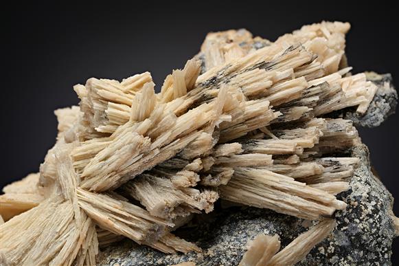 CC14299 specimen image
