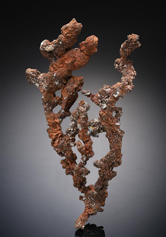 CC14303 specimen image