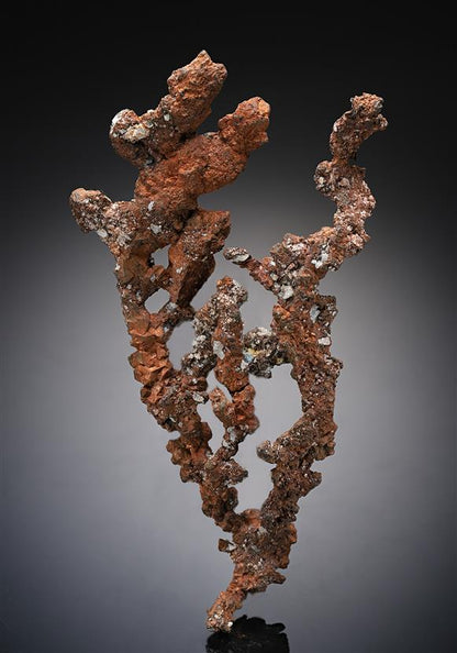 CC14303 specimen image