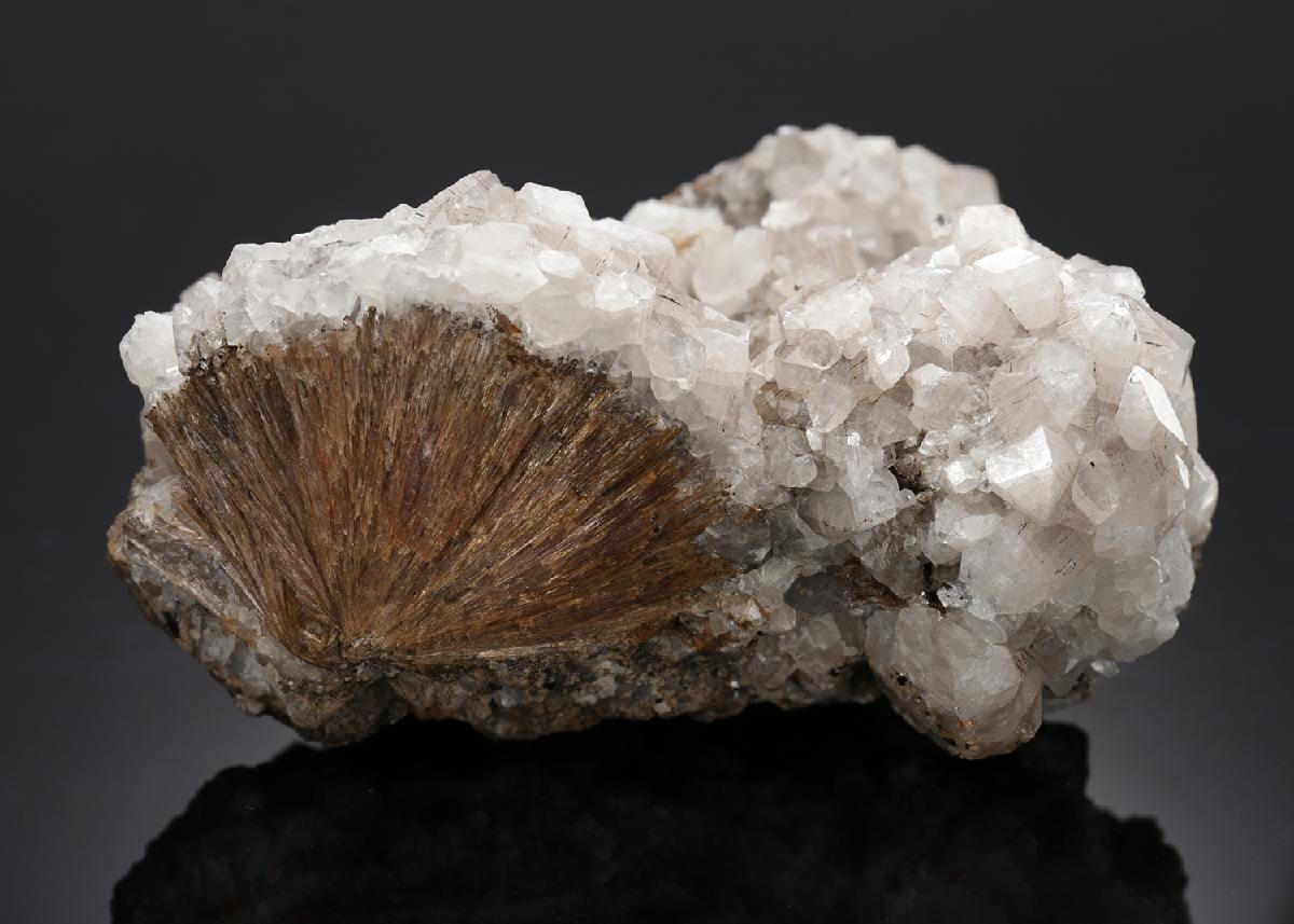 CC14312 specimen image