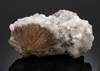 CC14312 specimen image