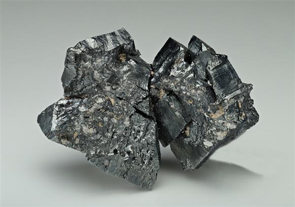 CC14369 specimen image