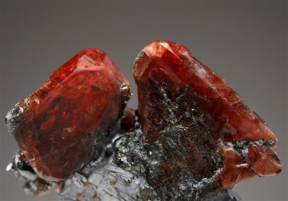 CC14398 specimen image