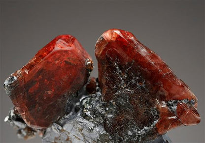 CC14398 specimen image