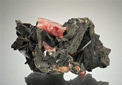 CC14415 specimen image