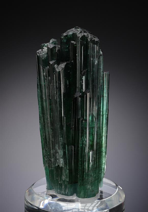 CC14447 specimen image