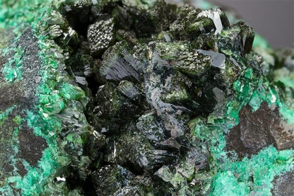 CC14659 specimen image