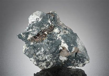CC14846 specimen image