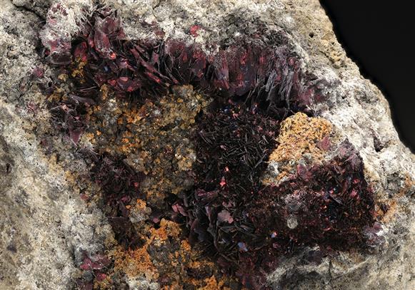 CC14873 specimen image