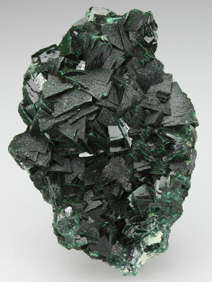 CC1495 specimen image