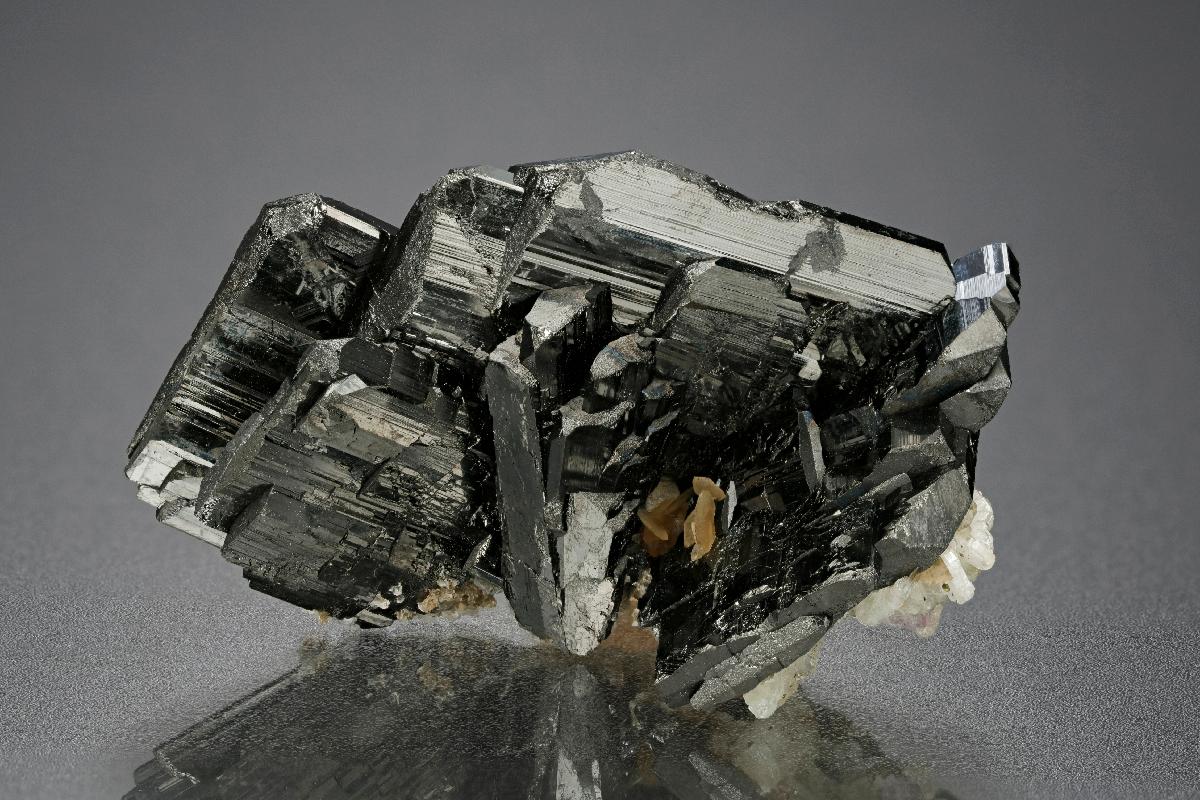 CC15081 specimen image