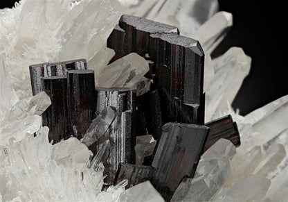 CC15097 specimen image