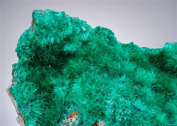 CC15245 specimen image