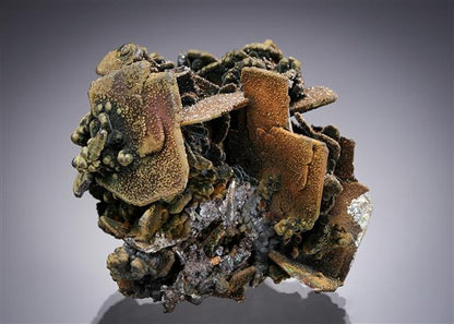 CC15374 specimen image