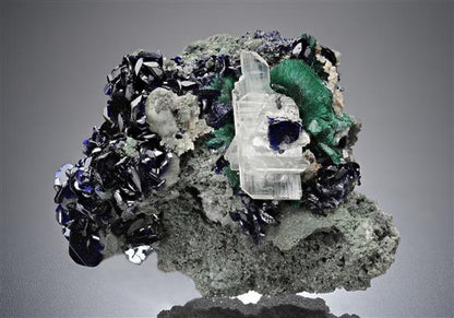 CC15389 specimen image