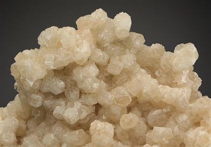 CC15445 specimen image