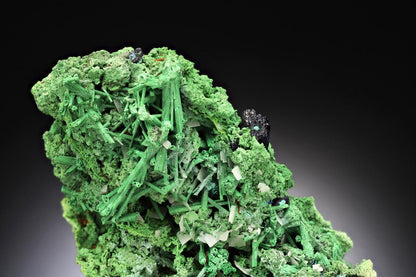 CC15450 specimen image
