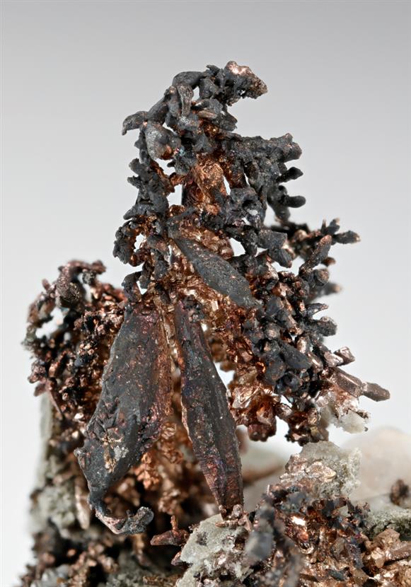 CC15459 specimen image