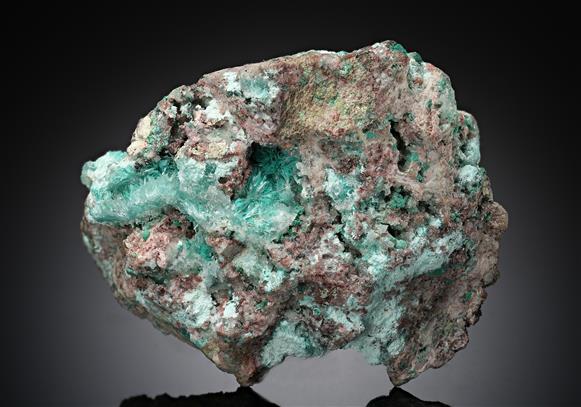 CC15518 specimen image
