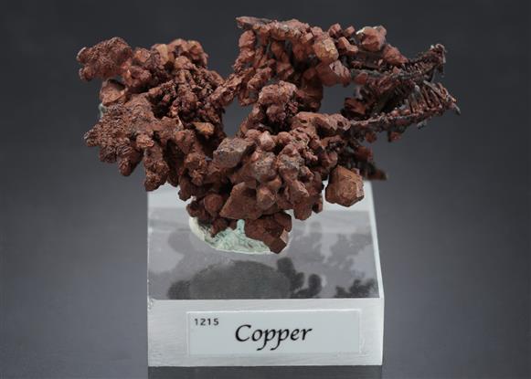 CC15547 specimen image