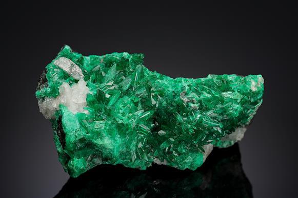 CC15556 specimen image