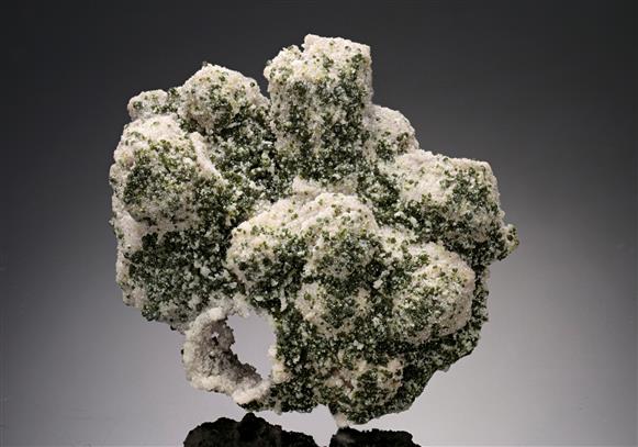 CC15577 specimen image